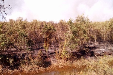 Nắng nóng thiêu cháy gần 30 ha rừng tràm