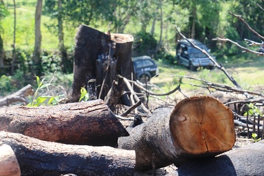 Vụ 43 ha rừng bị xóa sổ: Rất vô lý khi chặt cây to để trồng cây nhỏ