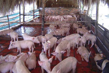 TPHCM ký thỏa thuận nhập heo sạch với các tỉnh lân cận
