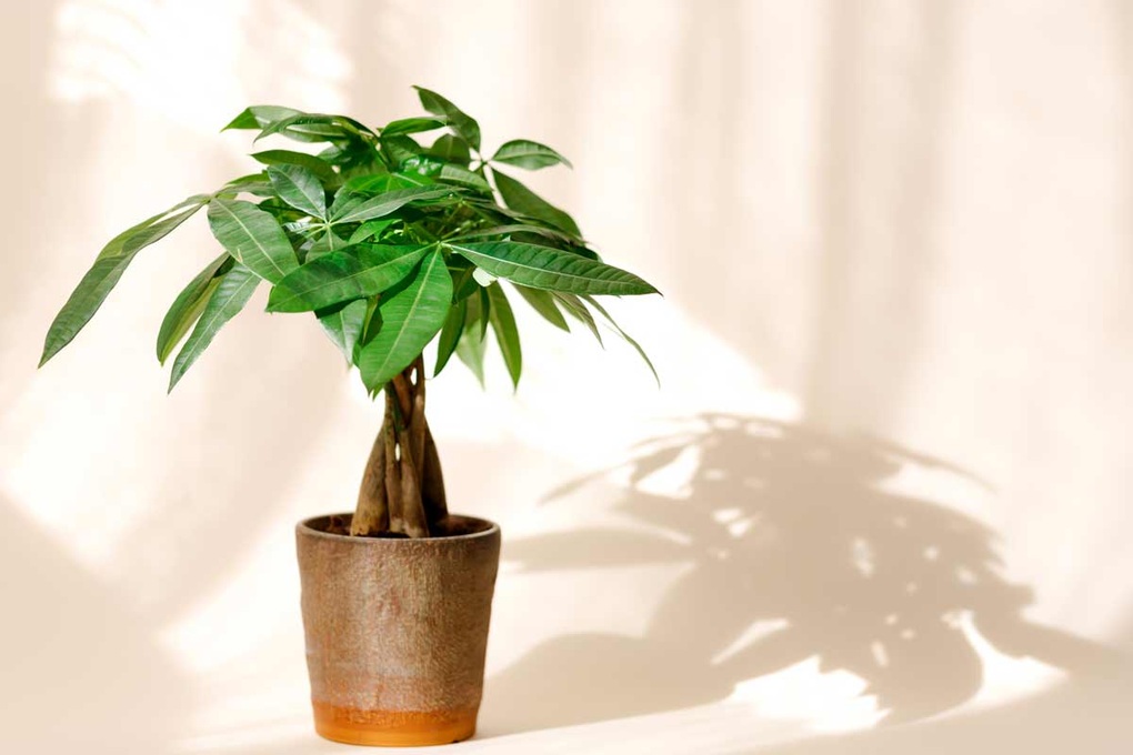 Các loại cây nên và tránh trồng trong nhà theo nguyên tắc phong thủy - 8 Các loại cây nên và tránh trồng trong nhà theo nguyên tắc phong thủy - 8