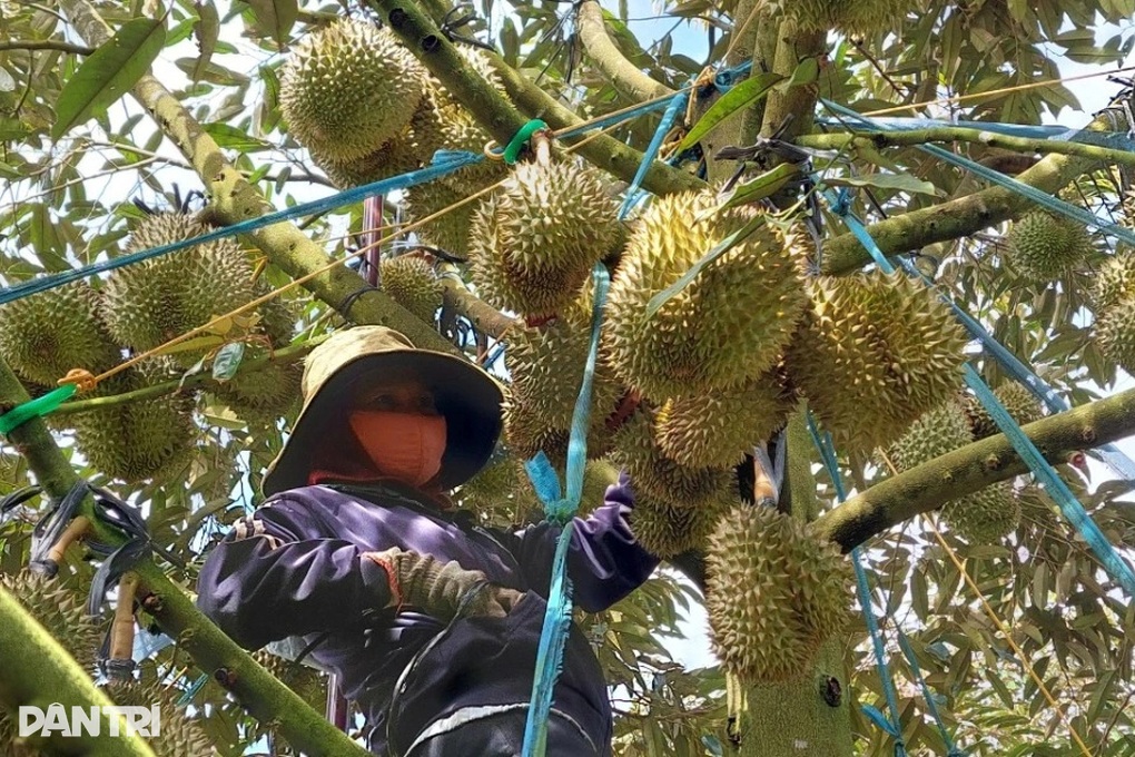 Việt Nam thu hơn 1,3 tỷ USD từ xuất khẩu rau quả chế biến - 1