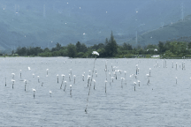 Cò bay lượn, đậu trắng đầm nước bên vịnh Lăng Cô