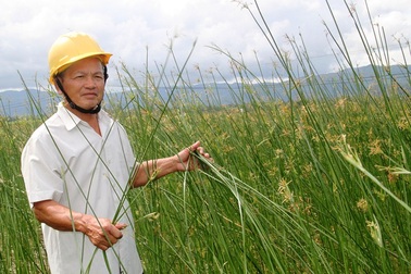 Lão nông “ném” nửa tỉ đồng biến đất phèn thành cánh đồng cói