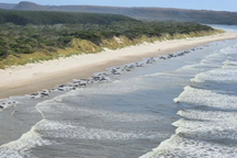 Hơn 200 con cá voi phơi xác trên bãi biển