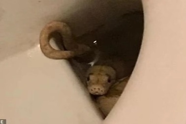 Đang ngồi toilet bất ngờ bị... trăn cắn vùng kín