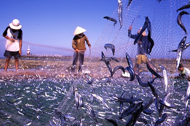 Nước mắm Phú Quốc – “Lặng lẽ” một báu vật