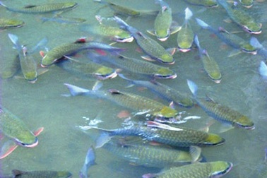 Thêm một suối “cá thần” ở Thanh Hoá 