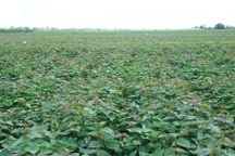 Khoai lang Vĩnh Long hết ế lại rơi vào tình trạng thiếu nhân công thu hoạch