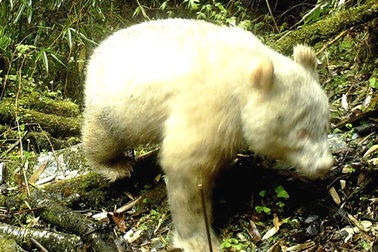 Phát hiện gấu trúc bạch tạng cực hiếm tại Trung Quốc