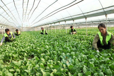 Quy định chặt chính sách hợp tác xã để hạn chế xin cho, ỷ lại, trục lợi