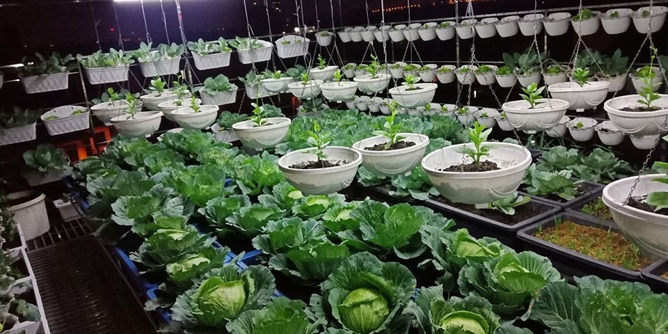 Mãn nhãn “khu vườn trên mây” tốt như nông trại của ông bố đảm Hà Nội - 13 Mãn nhãn “khu vườn trên mây” tốt như nông trại của ông bố đảm Hà Nội - 13