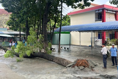 Cây xà cừ cao 20m bật gốc trong trường tiểu học ở TPHCM