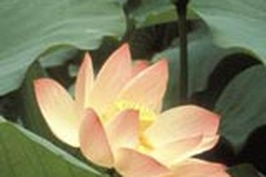 3 bài thuốc giảm cân đơn giản 