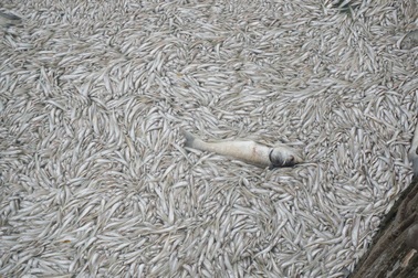 Hãi hùng cảnh cá tiếp tục chết trắng xóa ven Hồ Tây