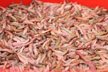 Về xứ Đông ăn rươi An Định, ăn bánh “tam vương”