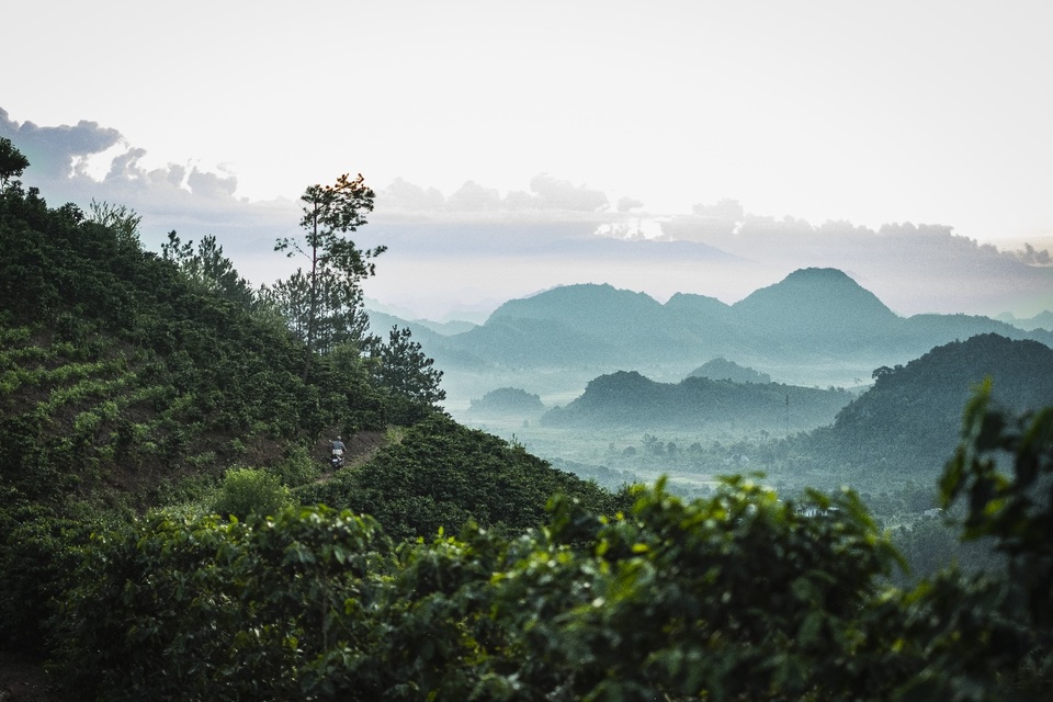 Xây dựng vùng trồng vì mục tiêu đưa hạt cà phê về lại đúng với giá trị nguyên bản - 3 Xây dựng vùng trồng vì mục tiêu đưa hạt cà phê về lại đúng với giá trị nguyên bản - 3