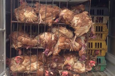Vận chuyển 600kg gà thải loại về Hà Nội tiêu thụ