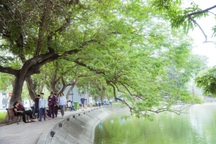 Hà Nội sẽ chặt hạ 3 cây sưa bị chết bên hồ Hoàn Kiếm