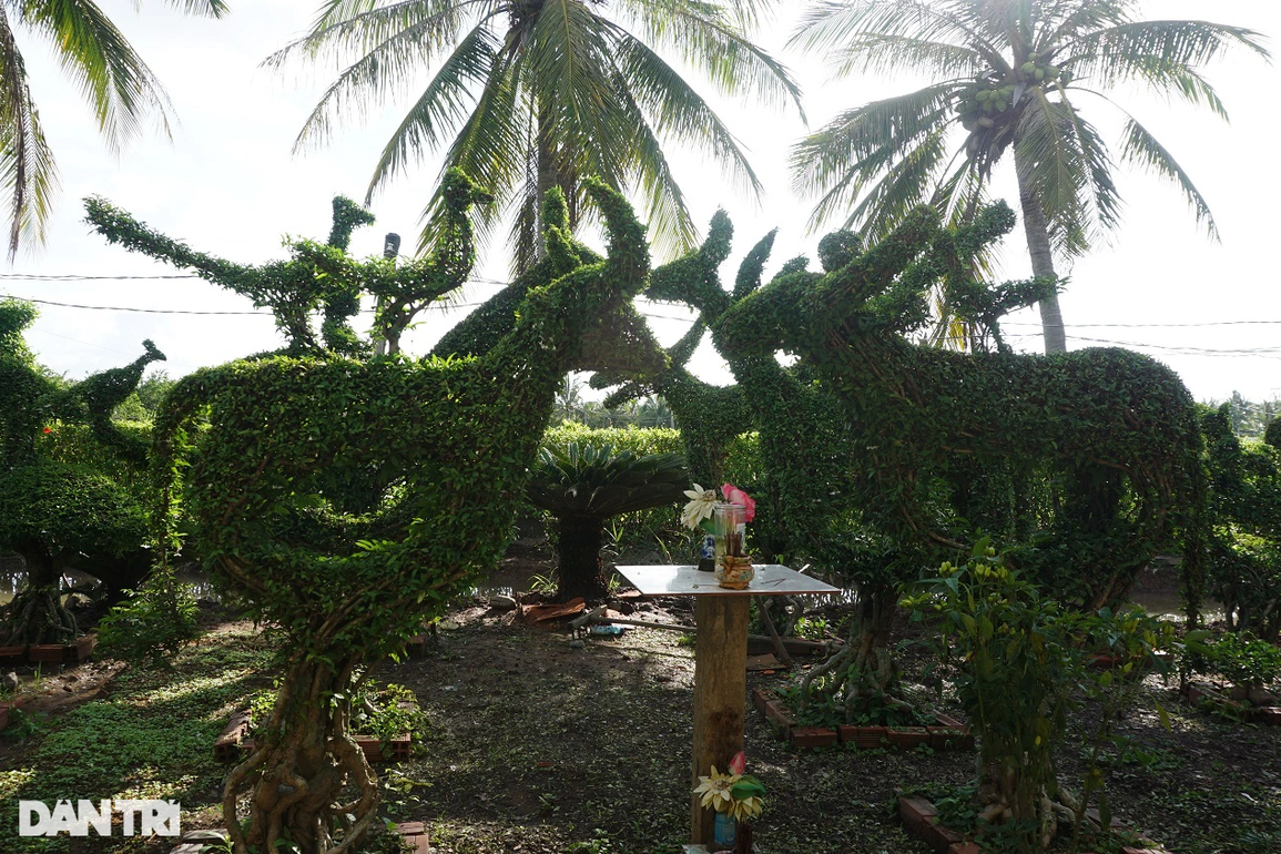 Lão nông suốt 50 năm cắt tỉa vườn cây thành 12 con giáp và rừng chim - 4 Lão nông suốt 50 năm cắt tỉa vườn cây thành 12 con giáp và rừng chim - 4