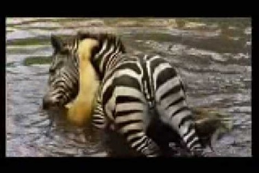 Không lối thoát, ngựa vằn chọn cách dìm sư tử sặc nước để chạy trốn