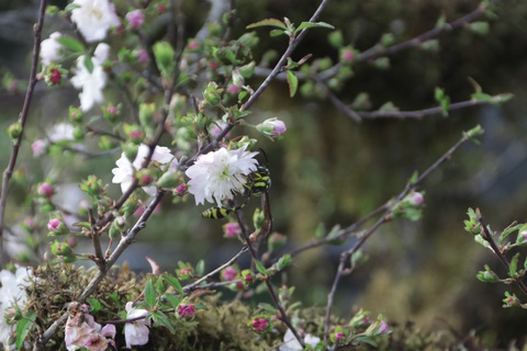 Mai đá Lào Cai đổ bộ Hà Nội giá "nghìn đô" một gốc