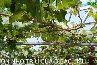 Xem vườn nho trĩu quả ở đất Bạc Liêu