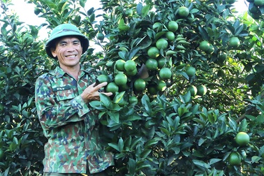 “Mưa vàng" cứu hàng vạn hecta cây ăn quả, chè đang lâm nguy