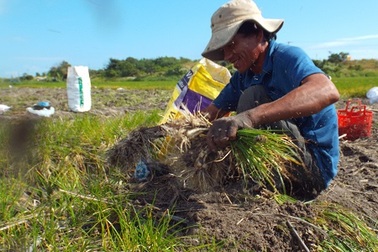 Kiệu Tết mất mùa, nông dân lỗ nặng