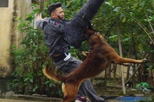 Huấn luyện chó nghiệp vụ - Gian khổ và thậm chí đổ máu!