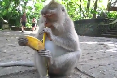 Lời giải bài toán “Khỉ bán chuối”