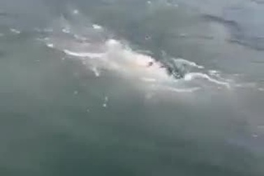 Màn giằng co chiến lợi phẩm quyết liệt của cá mập đầu búa và ngư dân