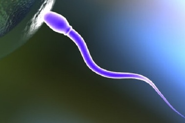 Tại sao số lượng tinh trùng của đàn ông phương Tây sụt giảm?