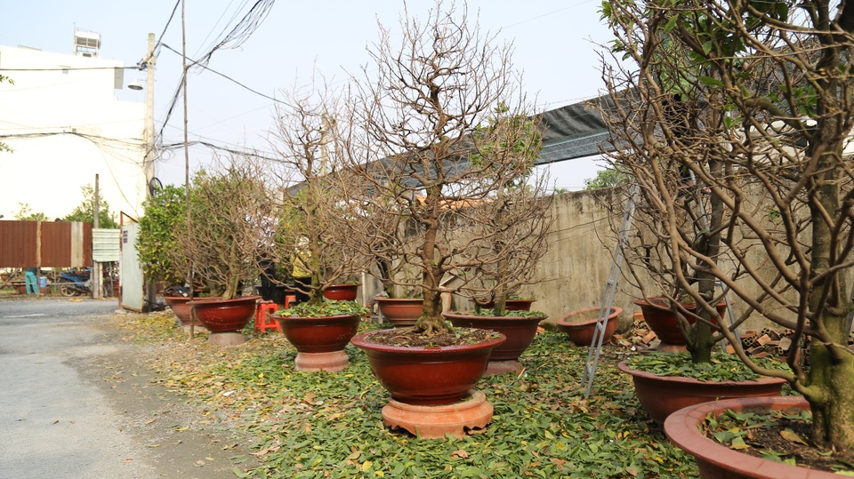 Sinh viên kiếm bạc triệu từ... lặt lá mai ngày giáp Tết - 8 Sinh viên kiếm bạc triệu từ... lặt lá mai ngày giáp Tết - 8