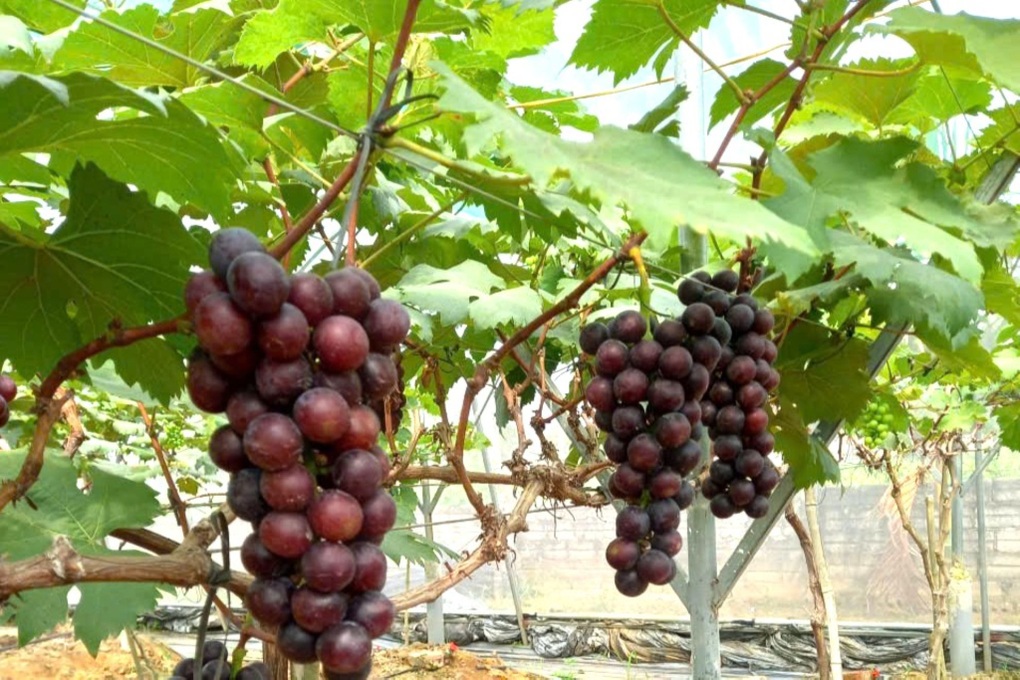 Nữ nông dân bắt đất cát pha “đẻ” ra tiền - 3 Nữ nông dân bắt đất cát pha “đẻ” ra tiền - 3