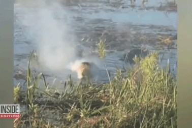 Cá sấu chồm lên, cắn nát drone trước sự ngỡ ngàng của du khách