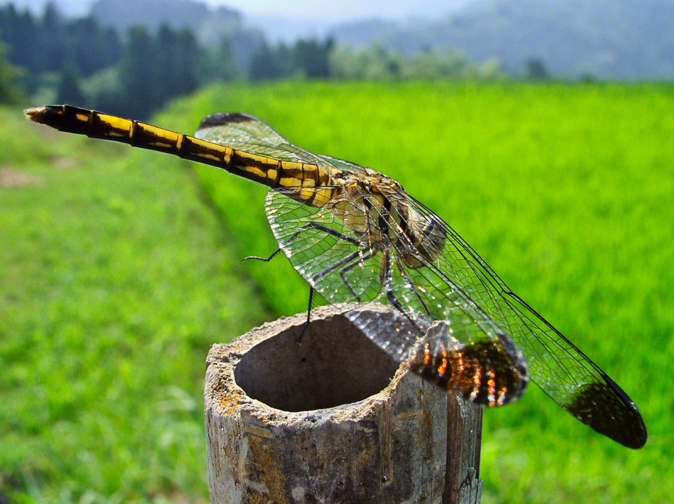 Vẻ đẹp hoang sơ của những cánh đồng ruộng bậc thang tại Nhật - 9 Vẻ đẹp hoang sơ của những cánh đồng ruộng bậc thang tại Nhật - 9