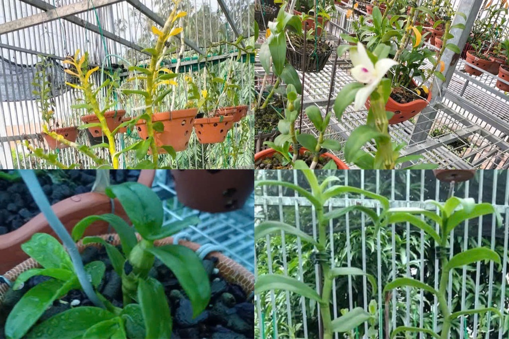 Người từng chi nửa tỷ đồng mua mầm lan đột biến kể chuyện ôm nợ, tháo giàn - 1 Người từng chi nửa tỷ đồng mua mầm lan đột biến kể chuyện ôm nợ, tháo giàn - 1