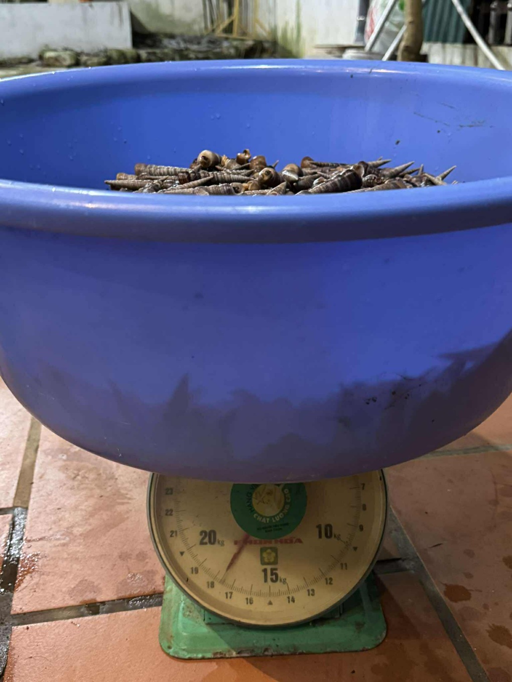 Sau bão, người dân Quảng Ninh lái ô tô ra biển nhặt cả chục ký ốc mang về - 1