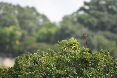 Hạn chế bay flycam gần nơi đàn chim cổ rắn quý hiếm sinh sống