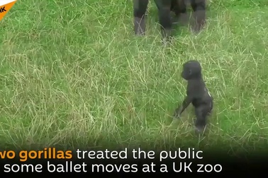 Chiêm ngưỡng “điệu múa ba-lê” của loài khỉ