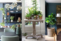 Nếu định trang trí cây xanh trong nhà thì dưới đây là các ý tưởng cho bạn