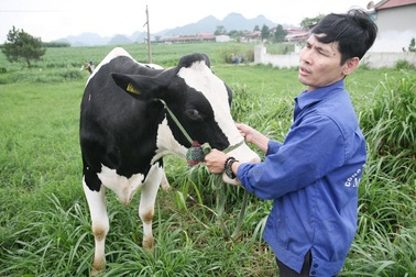 Hoa hậu Bò Sữa: Vương miện vàng cho ngành chăn nuôi bò sữa