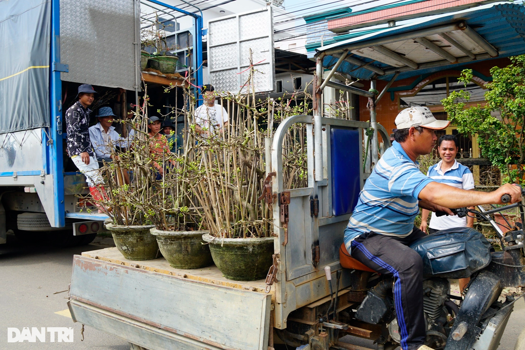 Giờ chót, thương lái săn lùng mai đưa ra Bắc đón Tết - 2 Giờ chót, thương lái săn lùng mai đưa ra Bắc đón Tết - 2