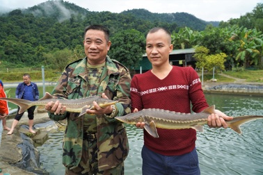 Nuôi "loài cá của nữ hoàng" giữa vùng rừng núi giáp biên giới