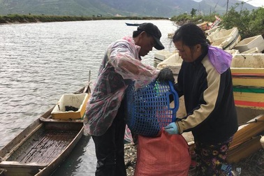 Sau mưa bão, ngư dân hối hả săn “lộc biển”, kiếm cả triệu bạc