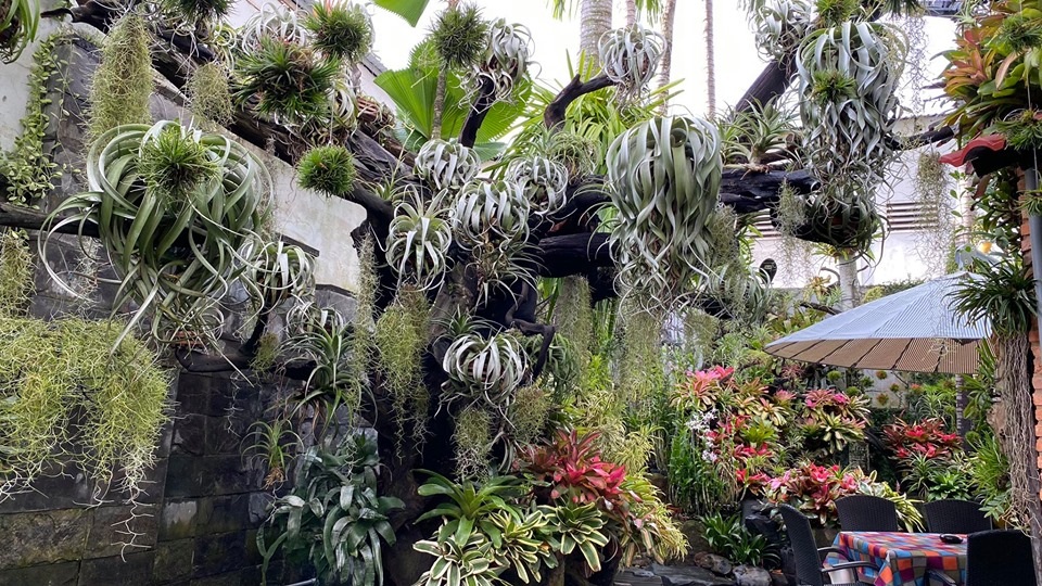 Mê mẩn khu vườn tiên cảnh rộng 300m2 toàn cây đắt đỏ của mẹ đảm ở Cần Thơ - 3 Mê mẩn khu vườn tiên cảnh rộng 300m2 toàn cây đắt đỏ của mẹ đảm ở Cần Thơ - 3