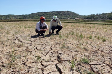 Đại hạn, đồng ruộng nứt nẻ cháy khô, hàng ngàn ha lúa mất trắng