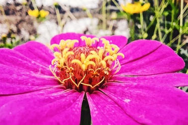 Thiên nhiên đẹp độc lạ qua góc nhìn của camera macro