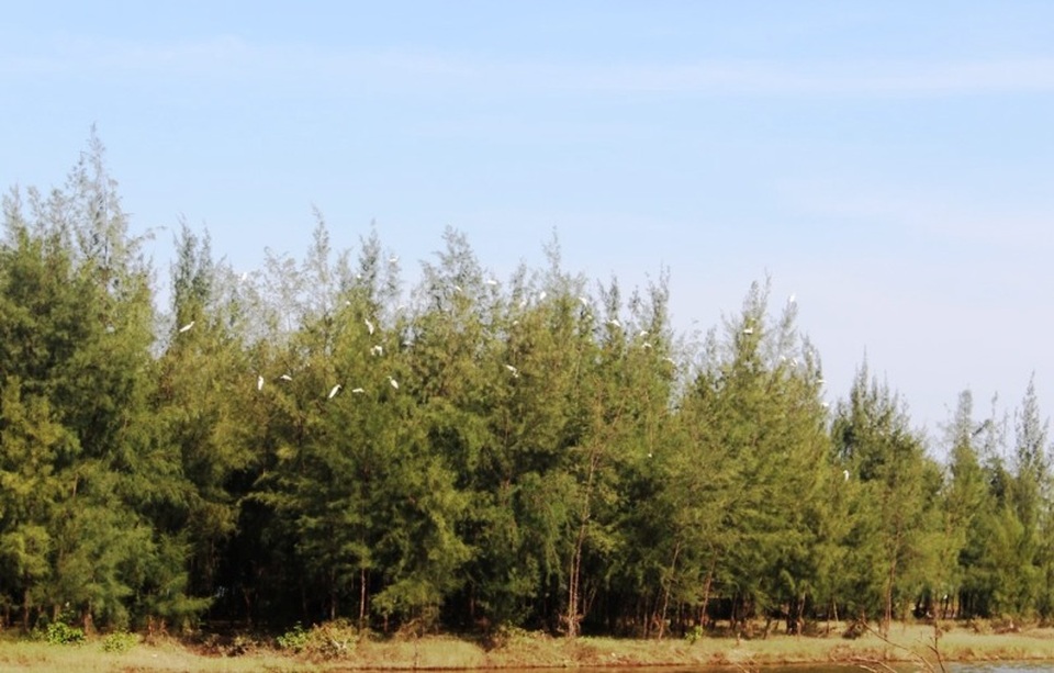 Chim trời bán đầy ngoài chợ, mua dễ như... mớ rau - 3 Chim trời bán đầy ngoài chợ, mua dễ như... mớ rau - 3