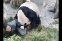 Gấu trúc nổi điên dữ dội tấn công nhân viên vườn thú